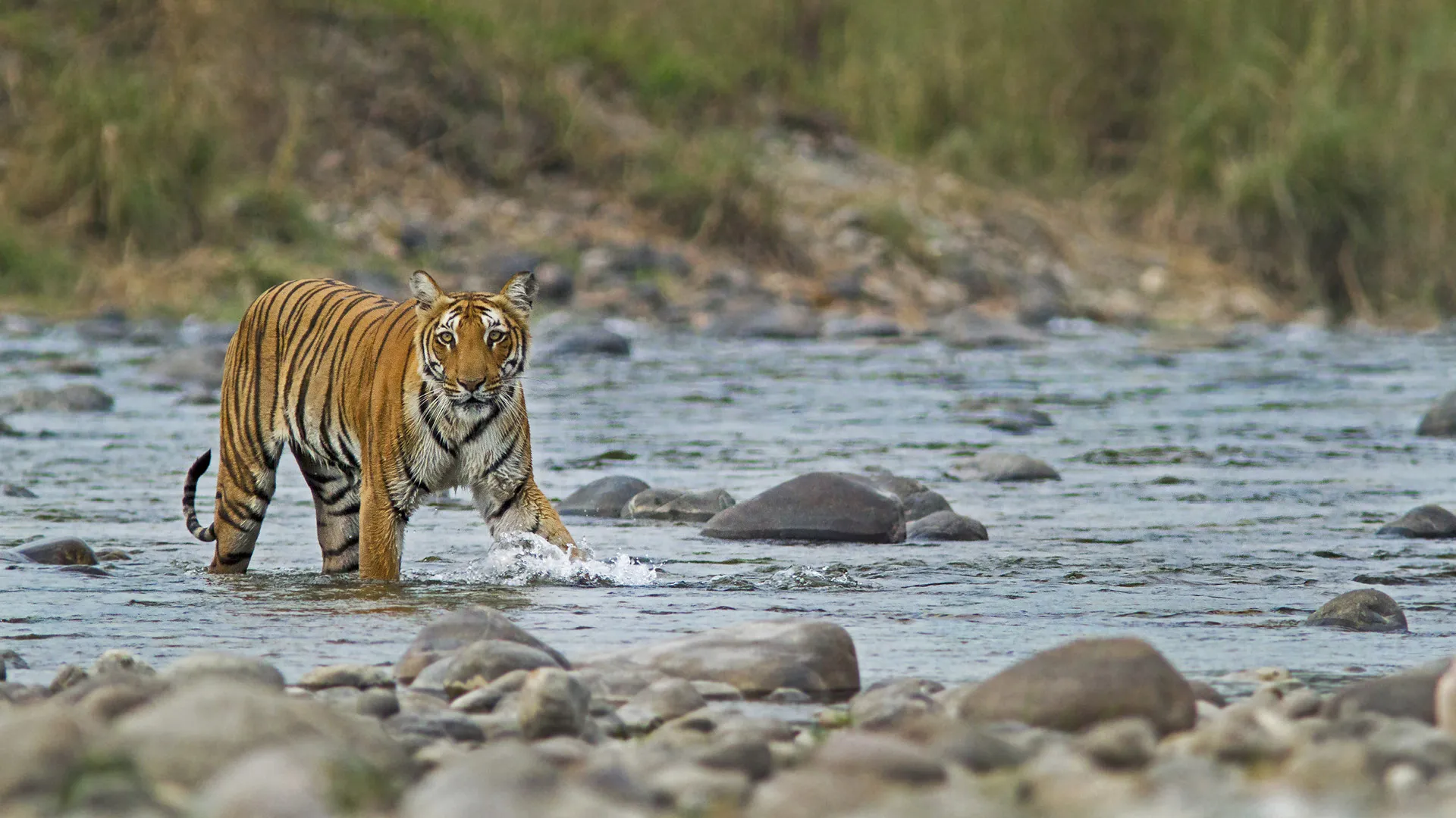Delhi to Jim Corbett Cab