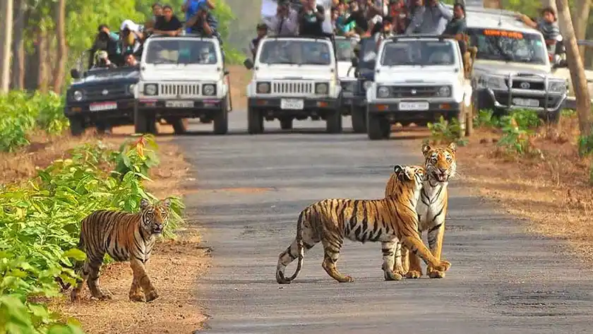 Jim-Corbett-National-Park-A-Complete-Travel-Guide